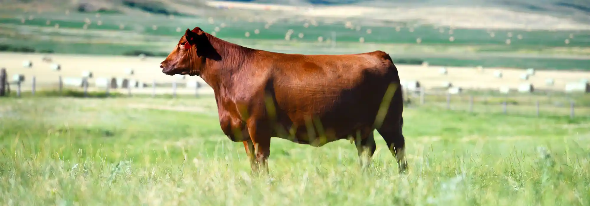 A Red Angus cow stands in a pasture