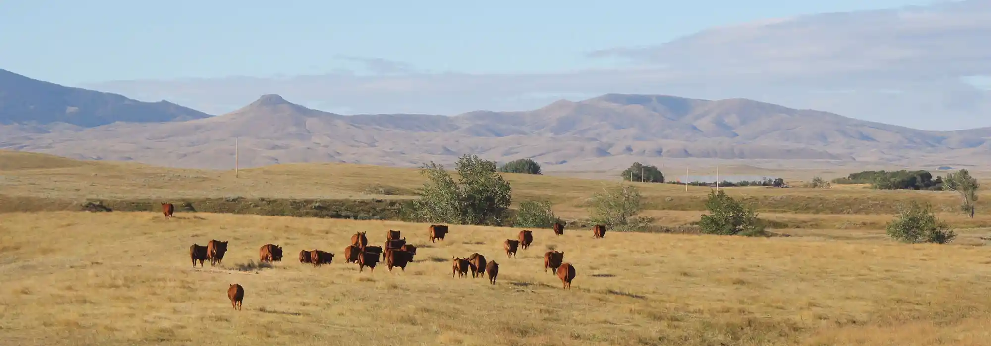 A herd of Red Angus cattle walk through a pasture with mountains in the background